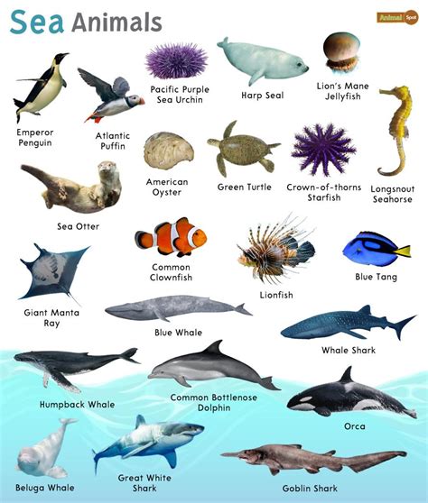 20+ Transparent Fish And Other Animals You Can See Through.